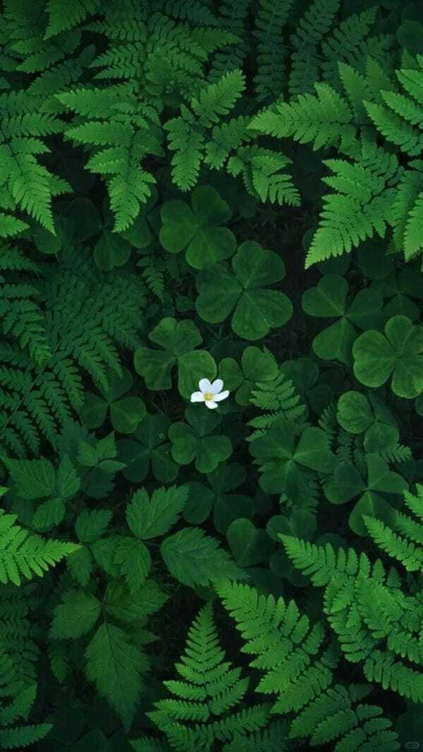 ảnh may mắn 4