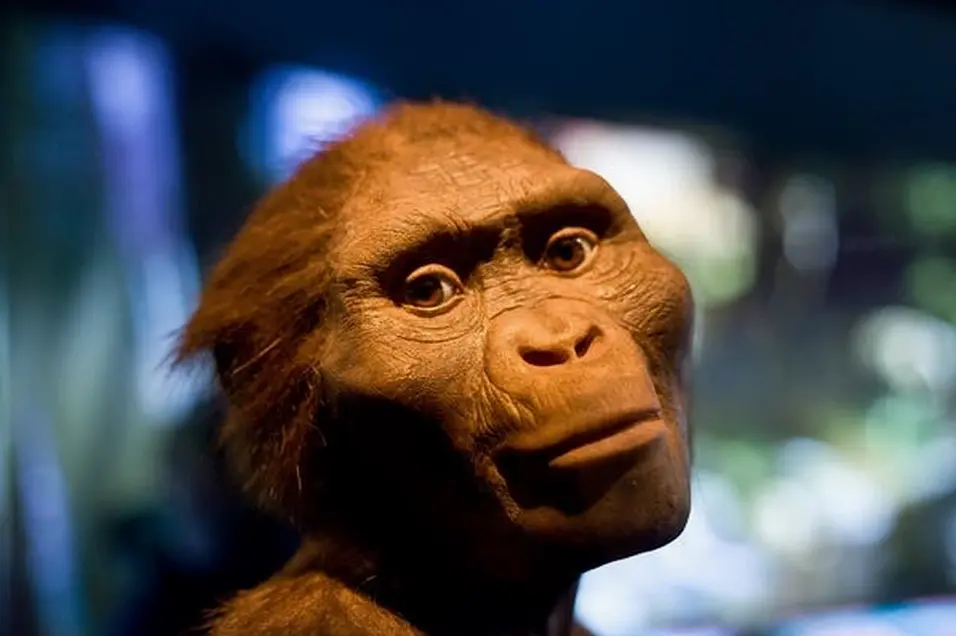Bộ xương hóa thạch Lucy - đại diện của loài Australopithecus