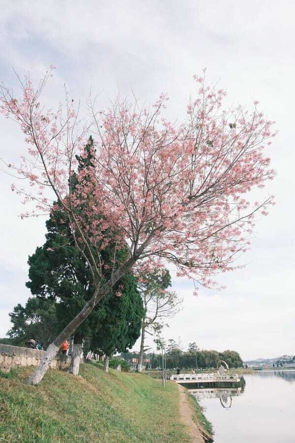 hình ảnh đà lạt 4