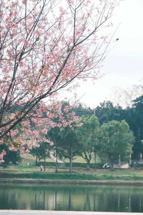 hình ảnh đà lạt 5