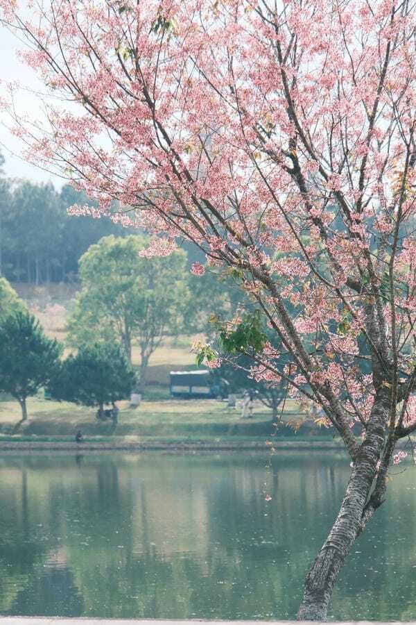 hình ảnh đà lạt 6
