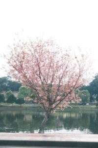 hình ảnh đà lạt 8