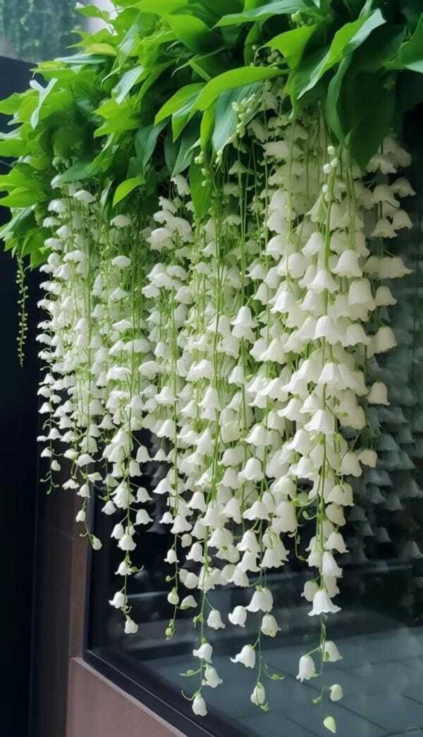 hình ảnh hoa linh lan đẹp nhất