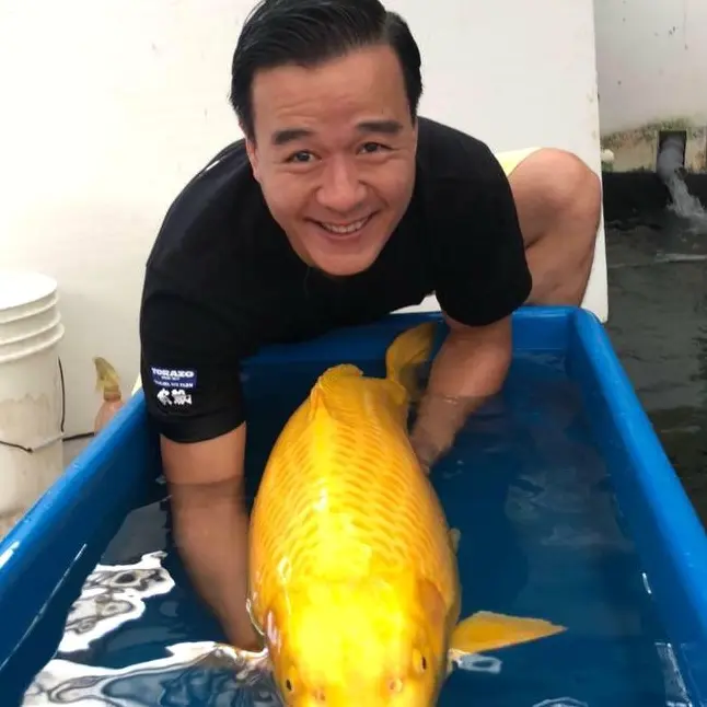 Vẻ đẹp uy nghiêm của một chú cá Koi đẳng cấp
